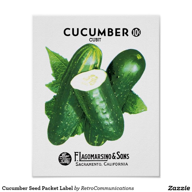 Cucumber Seeds